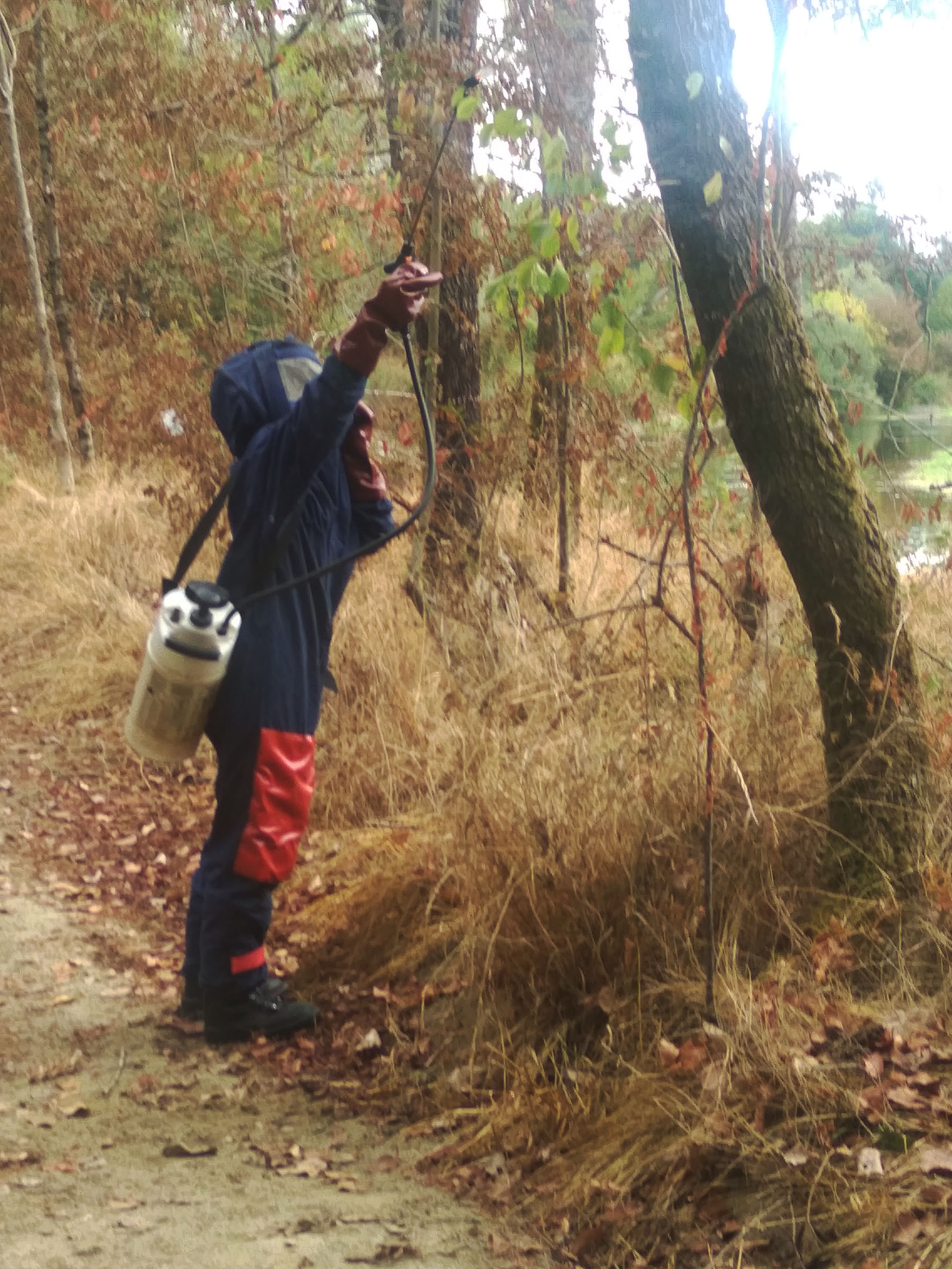 Frelons sur le Sentier de l'Adour